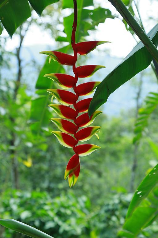 Mount Spring Valley Homestay Thekkady Luaran gambar